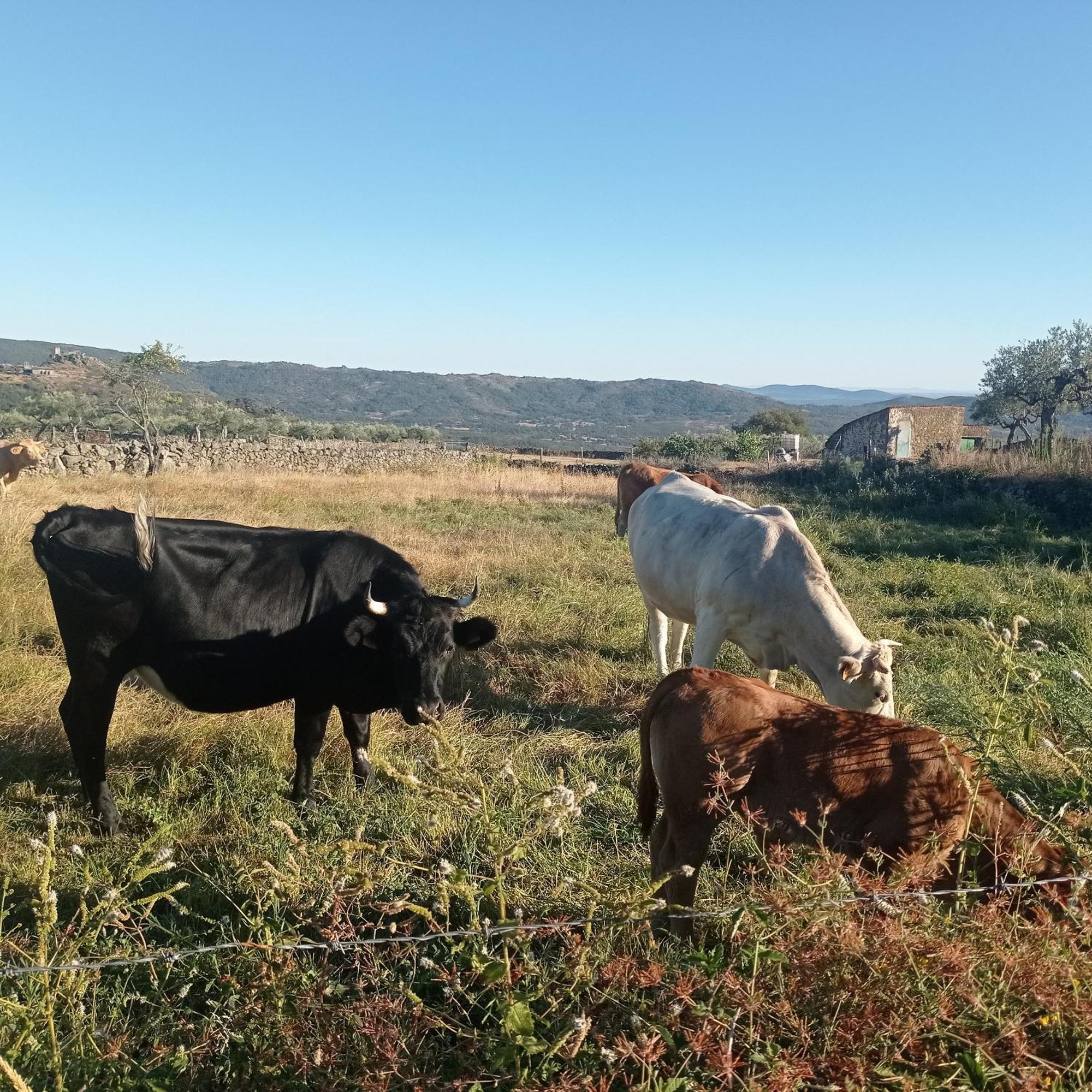 Casa Rural Vinas Perdidas Béjar Exterior foto